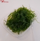 Preview: Süßwassertang 125ml